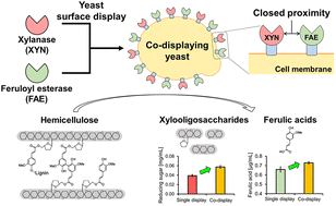 Graphical abstract: Boosting sugarcane trash decomposition: synergistic action and proximity effect of xylanase and feruloyl esterase co-displayed on the cell surface of Pichia pastoris (Komagataella phaffi)