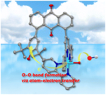 Graphical abstract: Water oxidation utilizing a ruthenium complex featuring a phenolic moiety inspired by the oxygen-evolving centre (OEC) of photosystem II