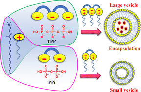 Graphical abstract: Molecular-level insights into a tripolyphosphate and pyrophosphate templated membrane assembly