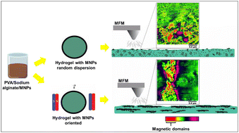 Graphical abstract: Poly(vinyl alcohol)/sodium alginate/magnetite composites: magnetic force microscopy for tracking magnetic domains