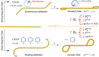 Graphical abstract: Coiling of semiflexible paramagnetic colloidal chains