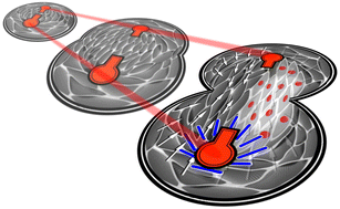 Graphical abstract: Geometric confinement guides topological defect pairings and emergent flow in nematic cell populations