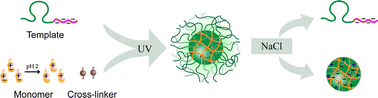 Graphical abstract: Synthesis of zwitterionic polyelectrolyte nanogels via electrostatic-templated polymerization