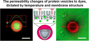 Graphical abstract: Temperature-responsive membrane permeability of recombinant fusion protein vesicles
