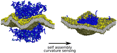 Graphical abstract: Membrane curvature sensing by model biomolecular condensates