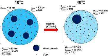 Graphical abstract: The structural changes of a bovine casein micelle during temperature change; in situ observation over a wide spatial scale from nano to micrometer