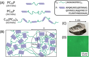 Graphical abstract: Structural and dynamic heterogeneity in associative networks formed by artificially engineered protein polymers