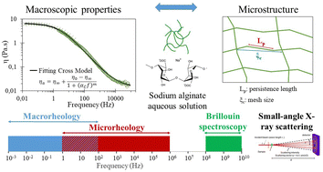 Graphical abstract: Multiscale investigation of viscoelastic properties of aqueous solutions of sodium alginate and evaluation of their biocompatibility