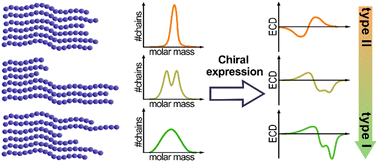 Graphical abstract: Influence of the dispersity and molar mass distribution of conjugated polymers on the aggregation type and subsequent chiral expression