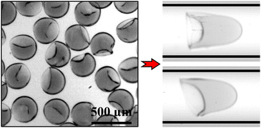 Graphical abstract: Robust fabrication of ultra-soft tunable PDMS microcapsules as a biomimetic model for red blood cells