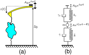 Graphical abstract: Viscoelasticity of single folded proteins using dynamic atomic force microscopy