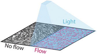 Graphical abstract: Light-activated microtubule-based two-dimensional active nematic