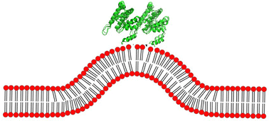 Graphical abstract: Simulation study of membrane bending by protein crowding: a case study with the epsin N-terminal homology domain