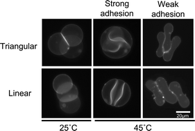 Graphical abstract: Morphology of vesicle triplets: shape transformation at weak and strong adhesion limits