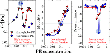 Graphical abstract: Impact of polyelectrolyte adsorption on the rheology of concentrated poly(N-isopropylacrylamide) microgel suspensions