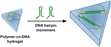Graphical abstract: Swelling characteristics of DNA polymerization gels
