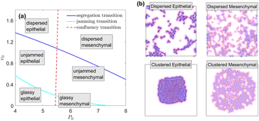 Graphical abstract: Bridging the gap between collective motility and epithelial–mesenchymal transitions through the active finite voronoi model