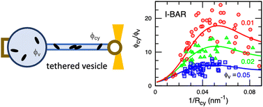 Graphical abstract: Estimation of anisotropic bending rigidities and spontaneous curvatures of crescent curvature-inducing proteins from tethered-vesicle experimental data