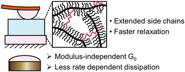 Graphical abstract: Adhesion and mechanical properties of poly(dimethylsiloxane) bottlebrush elastomers