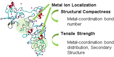 Graphical abstract: Localization of Zn2+ ions affects the structural folding and mechanics of Nereis virens Nvjp-1