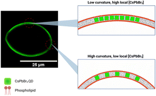 Graphical abstract: Curvature preference of cubic CsPbBr3 quantum dots embedded onto phospholipid bilayer membranes