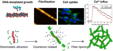 Graphical abstract: DNA-templated self-assembly of bradykinin into bioactive nanofibrils