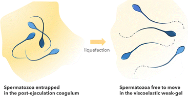 Graphical abstract: Post-liquefaction normospermic human semen behaves as a weak-gel viscoelastic fluid