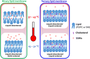 Graphical abstract: The interplay of membrane fluidity, acyl chain order and area per lipid on the partitioning of two antidepressants paroxetine and sertraline