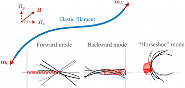 Graphical abstract: Elastohydrodynamic propulsion of a filament magnetically driven at both ends