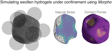 Graphical abstract: An energy-optimization method to study gel-swelling in confinement