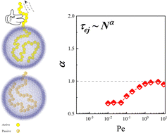 Graphical abstract: Ejection dynamics of spherically confined active polymers through a small pore