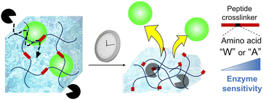 Graphical abstract: Tunable enzymatically degradable hydrogels for controlled cargo release with dynamic mechanical properties