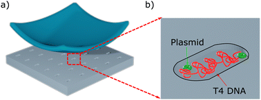 Graphical abstract: Characterizing interaction of multiple nanocavity confined plasmids in presence of large DNA model nucleoid