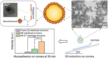 Graphical abstract: Pickering emulsions stabilised with oligoglycine-functionalised nanodiamond as a model system for ocular drug delivery applications