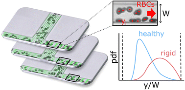 Graphical abstract: Cell-free layer development and spatial organization of healthy and rigid red blood cells in a microfluidic bifurcation