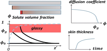 Graphical abstract: Formation of glassy skins in drying polymer solutions: approximate analytical solutions