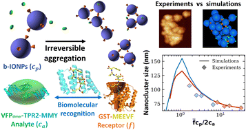 Graphical abstract: Predicting the size and morphology of nanoparticle clusters driven by biomolecular recognition