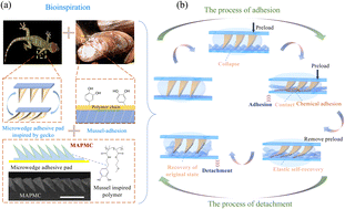 Graphical abstract: Controllable adhesion behavior in underwater environments