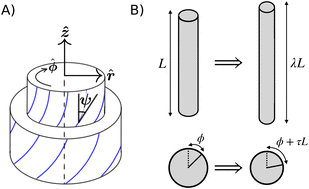 Graphical abstract: Torsion and bistability of double-twist elastomers