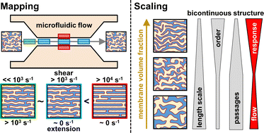 Graphical abstract: Spatial mapping and scaling of the shear-induced transformation from bicontinuous microemulsions towards lamellar structures by coupling microfluidics and SANS