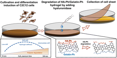 Graphical abstract: Tuning the crosslinking and degradation of hyaluronic acid/gelatin hydrogels using hydrogen peroxide for muscle cell sheet fabrication