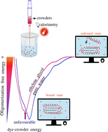 Graphical abstract: Ethylene glycol energetically disfavours oligomerization of pseudoisocyanine dyestuffs at crowded concentrations