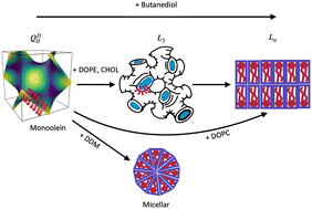 Graphical abstract: Lipid doping of the sponge (L3) mesophase