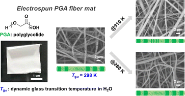 Graphical abstract: Effect of segmental motion on hydrolytic degradation of polyglycolide in electro-spun fiber mats