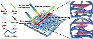 Graphical abstract: Transparent and iridescent photonic films with intelligent responsive ability based on electrospun core–shell nanofibrous membranes