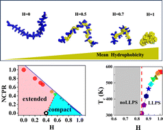 Graphical abstract: Multi-scale molecular simulation of random peptide phase separation and its extended-to-compact structure transition driven by hydrophobic interactions