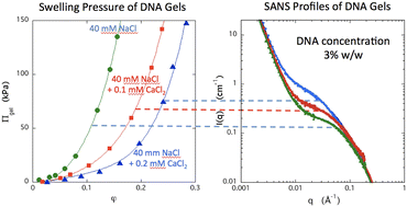 Graphical abstract: Ion-induced changes in DNA gels