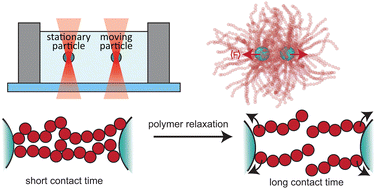 Graphical abstract: Dynamic interfaces for contact-time control of colloidal interactions