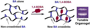 Graphical abstract: Cooperative crosslinking in polyvinyl alcohol organogels