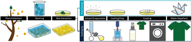 Graphical abstract: Plant-based, aqueous, water-repellent sprays for coating textiles